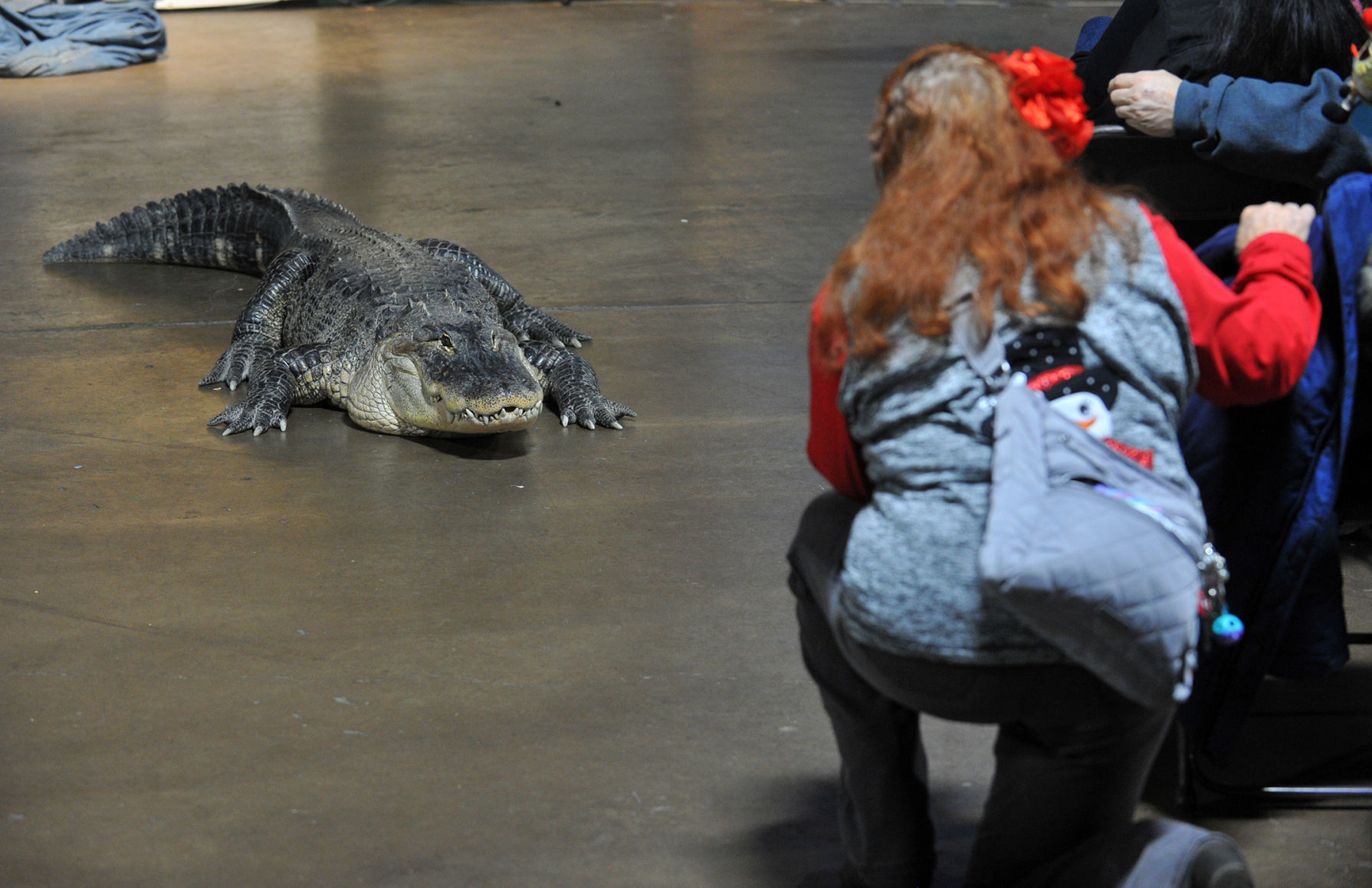 Bald Eagle Days at the QCCA Expo Center